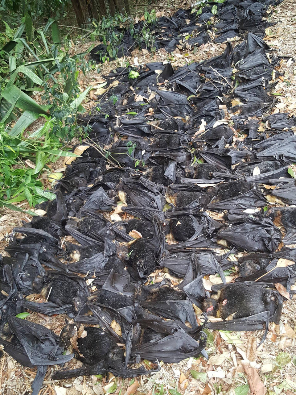 The flying fox bats died due to a heat wave in Cairn, Queensland. 