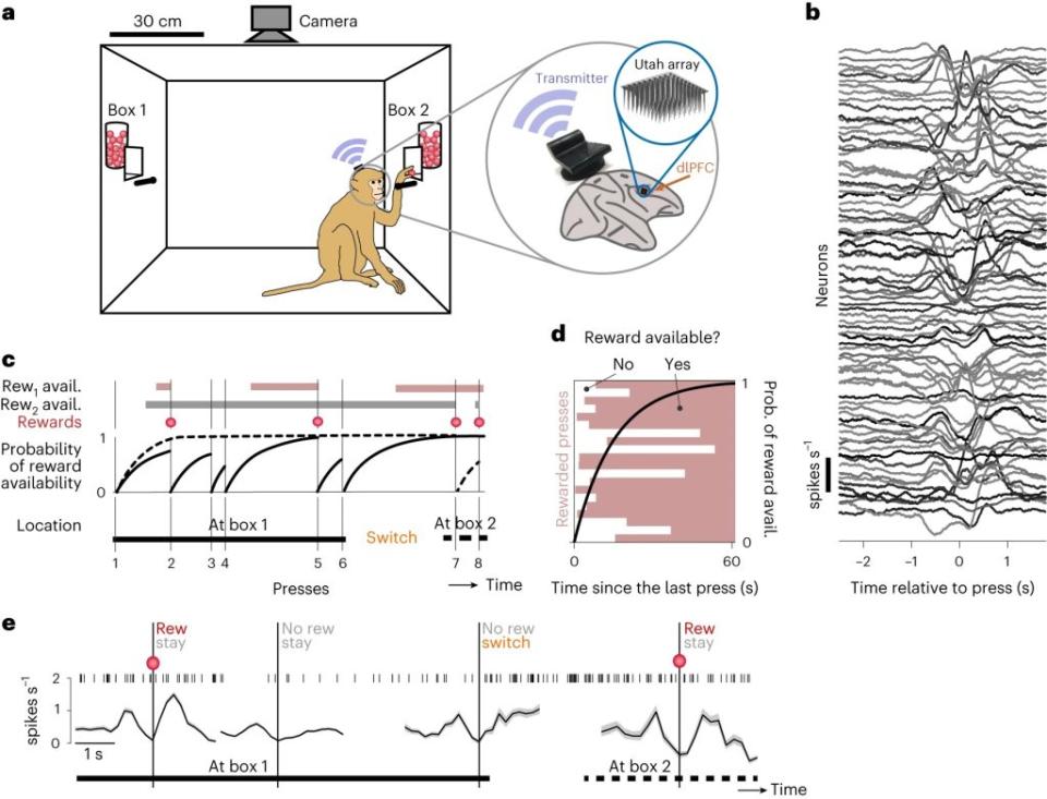 <br>這項研究探討了猴子如何在兩個獎勵盒間做出選擇並獲取獎勵，並記錄了它們大腦活動的變化，以瞭解決策背後的神經機制。（圖／《自然神經科學》）
