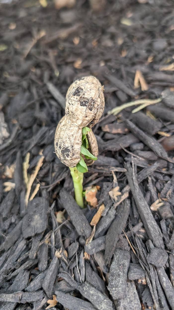 Close-up of a small green plant sprouting from the ground, breaking through a seed shell with wood mulch surrounding it