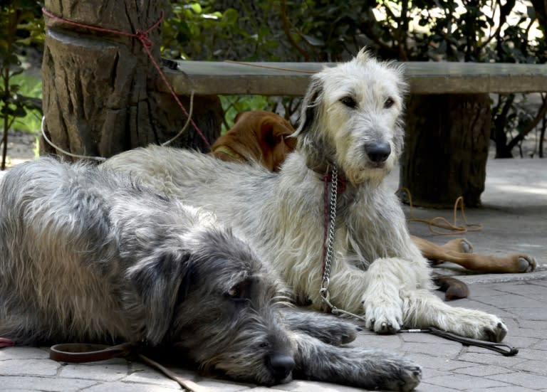 Dogs at Parque Mexico, where the sudden deaths of several canines after walks has raised fears that a serial canine killer is on the loose