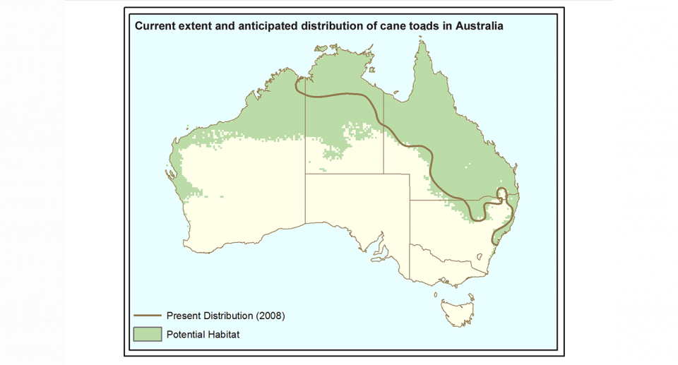 A map of Australia showing where cane toads live now, and where they could spread.