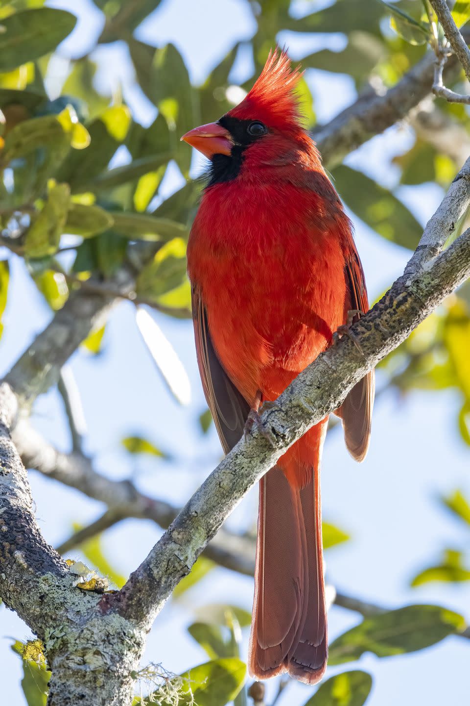 male northern cardinal