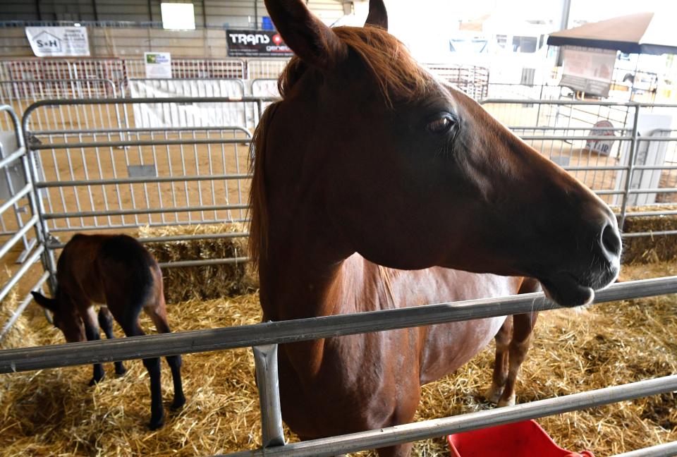 A mother horse and her foal in 2020 when the traditional Wilson County Fair was canceled because of COVID-19, but popular animal attractions went on, including the Birthing Barn.