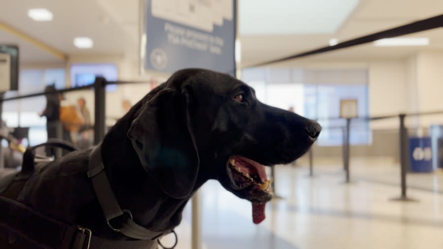 Donut stands out front of TSA precheck checking to see if her nose catches any odors.