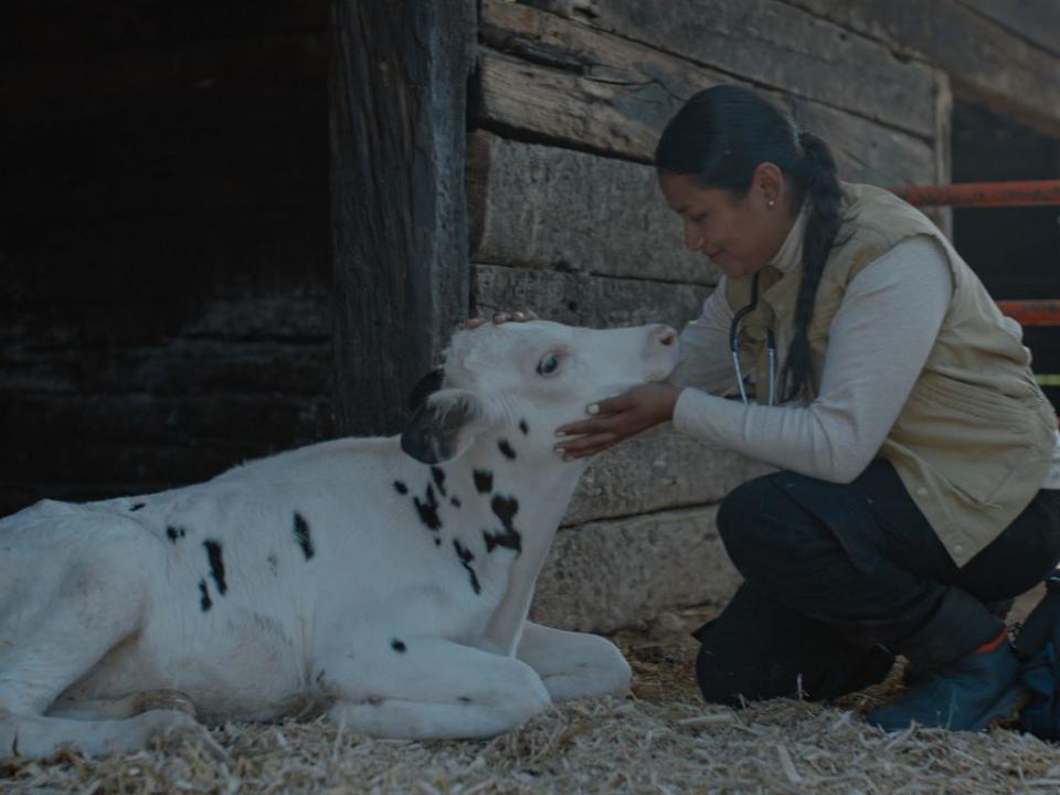 Cada una de las más de 140,000 vacas de Grupo Alpura tienen nombre / Cortesía.