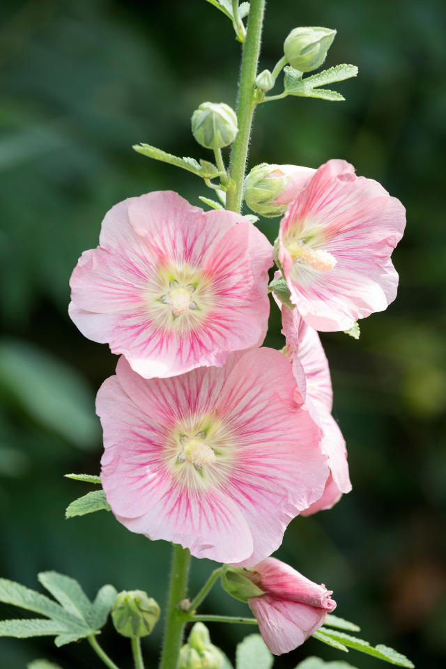 Hollyhock - FineGardening