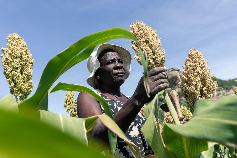 A farmer in Zimbabwe switched to sorghum, a grain crop that can thrive in dry conditions, as drought withered other crops in 2019. <a href="https://www.gettyimages.com/detail/news-photo/angeline-kadiki-an-elderly-who-is-a-sorghum-farmer-inspects-news-photo/1130994283" rel="nofollow noopener" target="_blank" data-ylk="slk:Jekesai Njikizana/AFP via Getty Images;elm:context_link;itc:0;sec:content-canvas" class="link ">Jekesai Njikizana/AFP via Getty Images</a>