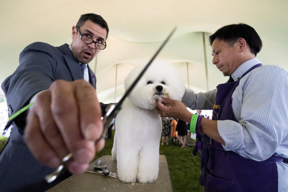 FILE - A bichon frise is groomed in the staging area in the tented judging area at the 145th Annual Westminster Kennel Club Dog Show, Saturday, June 12, 2021, in Tarrytown, N.Y. To the casual viewer, competing at the Westminster Kennel Club dog show might look as simple as getting a dog, grooming it and leading it around a ring. But there's a lot more to getting to and exhibiting in the United States' most prestigious canine event. (AP Photo/John Minchillo, File)