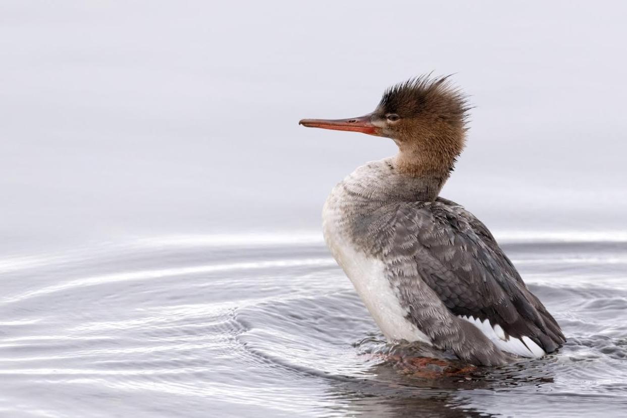 More than half a million people took part in the event last year, with participants reporting 7,500 species of birds from over 200 countries. ( Steven McGrath Nature Conservancy of Canada - image credit)