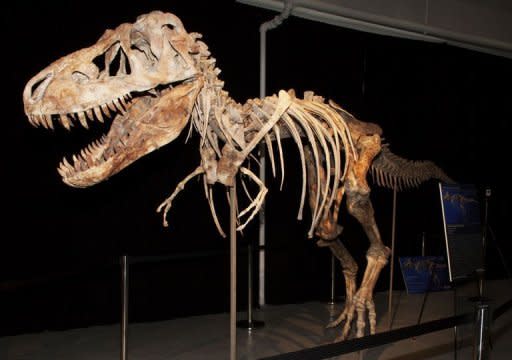 This undated photo courtesy of the Manhattan US Attorney's office shows a nearly complete Tyrannosaurus bataar dinosaur skeleton looted from the Gobi Desert in Mongolia. The gigantic tyrannosaurus skeleton -- tucked away in a New York warehouse -- was seized on Friday by US authorities, who hope to return the prehistoric remains to their native Mongolia