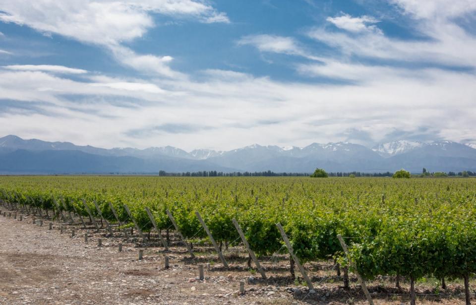 If you like Argentina’s malbec, you should look for its other varieties from the Uco Valley (Getty)