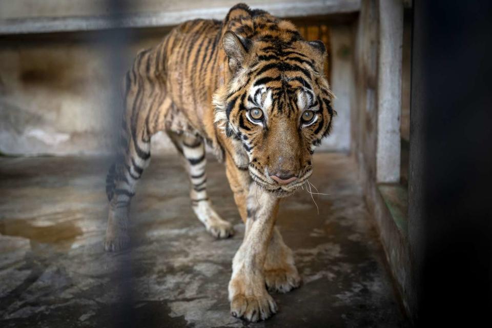 <p>WFFT/Amy Jones</p>  Salamas, a elderly tiger rescued by the Wildlife Friends Foundation Thailand from a tiger farm