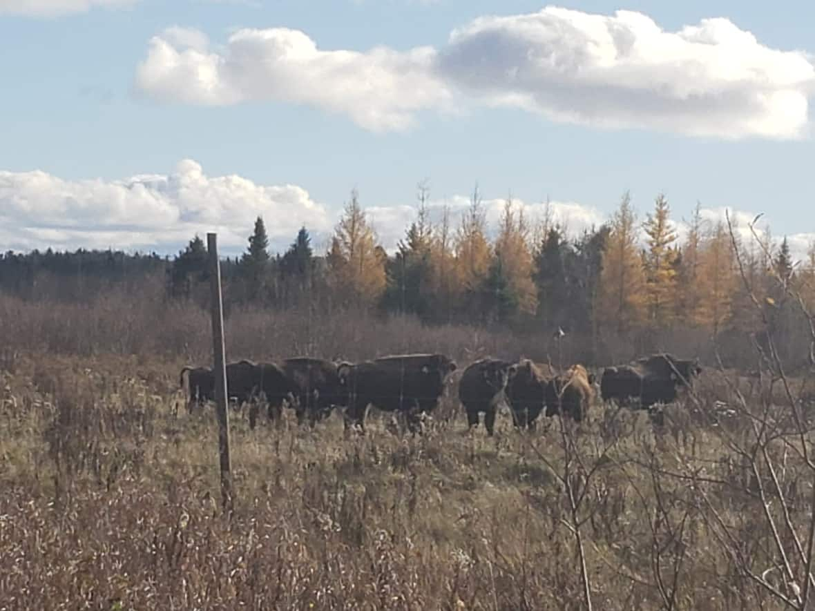 Mesut Ates got his first herd of bison in August. The newcomer to Crystal Falls, Ont., is still looking for the eight bison that left his property after a windstorm toppled a tree on his farm, destroying part of a fence, and he's aided by community members who've made helping him a priority. (Submitted by Mesut Ates - image credit)