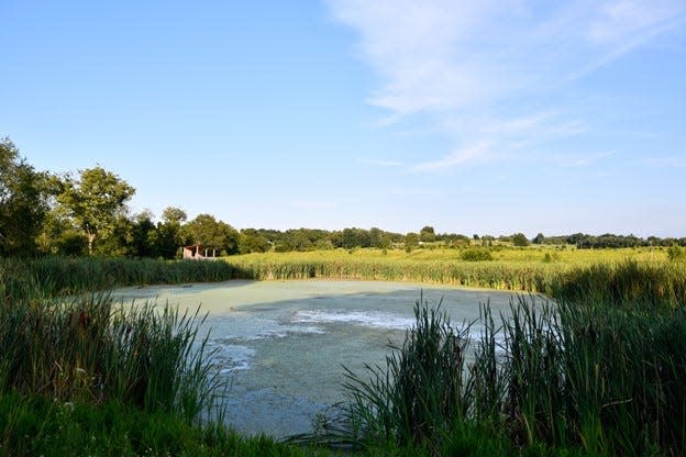 The wetland at the Granville Land Lab. As farm fields give way to housing, commercial, and industrial development in Licking County, the 100-acre plot is an oasis.