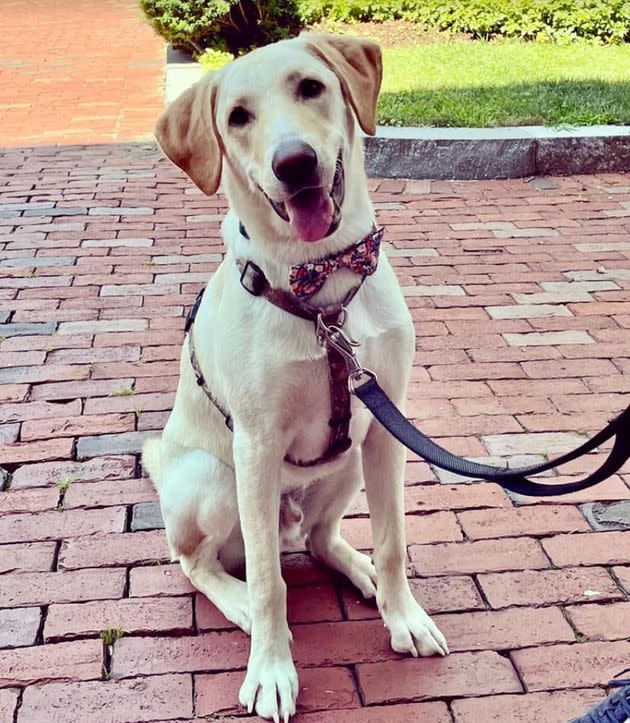 Beau on a summer morning walk in the city, avoiding area triggers. (Photo: Courtesy of Tracy Strauss)