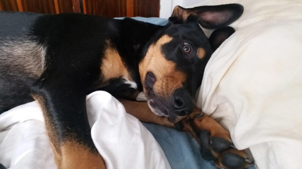 Pictured is Major after coming in contact with a cane toad. Source: Facebook