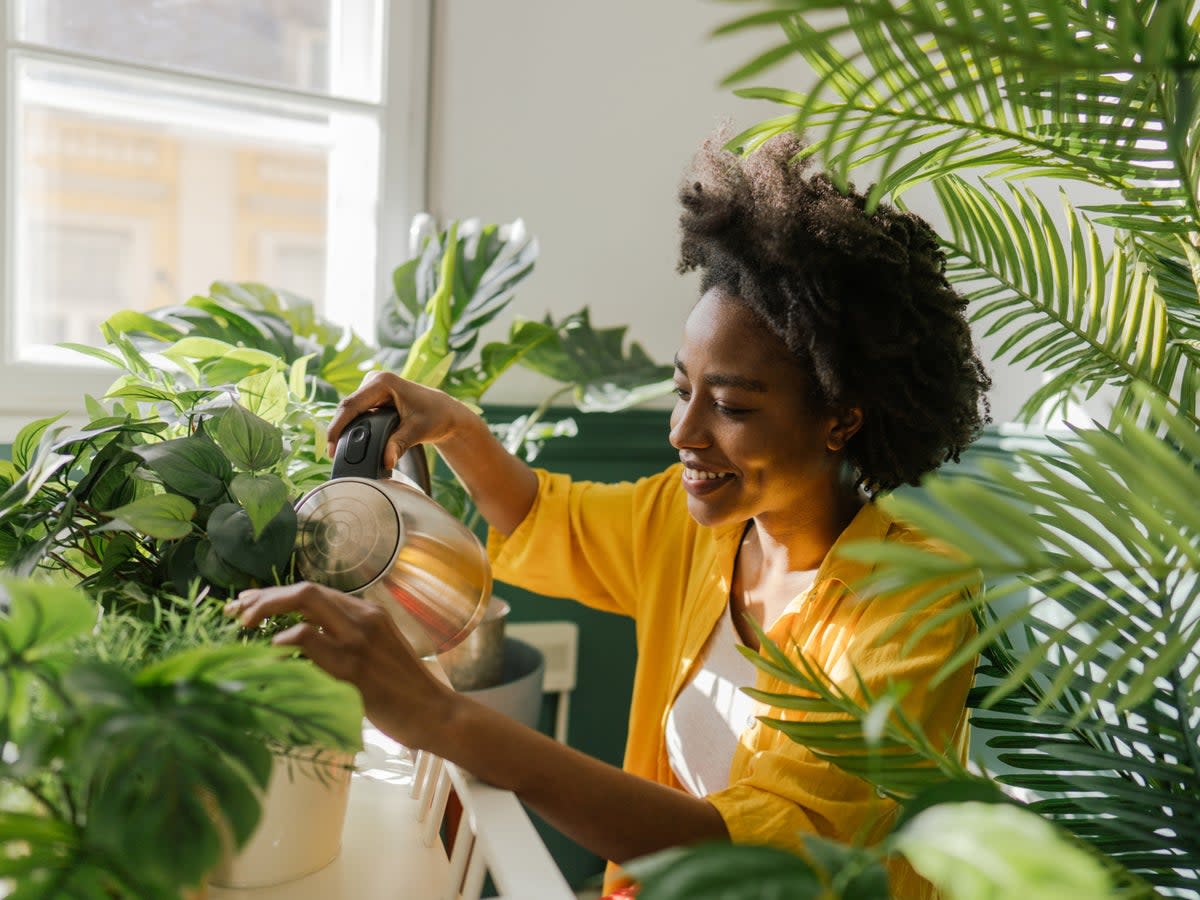 Photo of a young woman, taking care of her houseplants (Getty Images) (Getty Images)