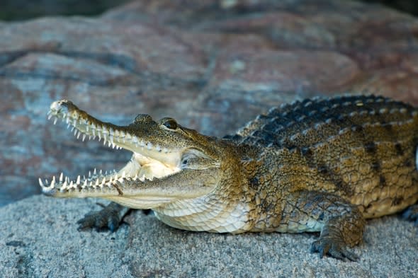 Crocodile attacks Russian tourist in Australia