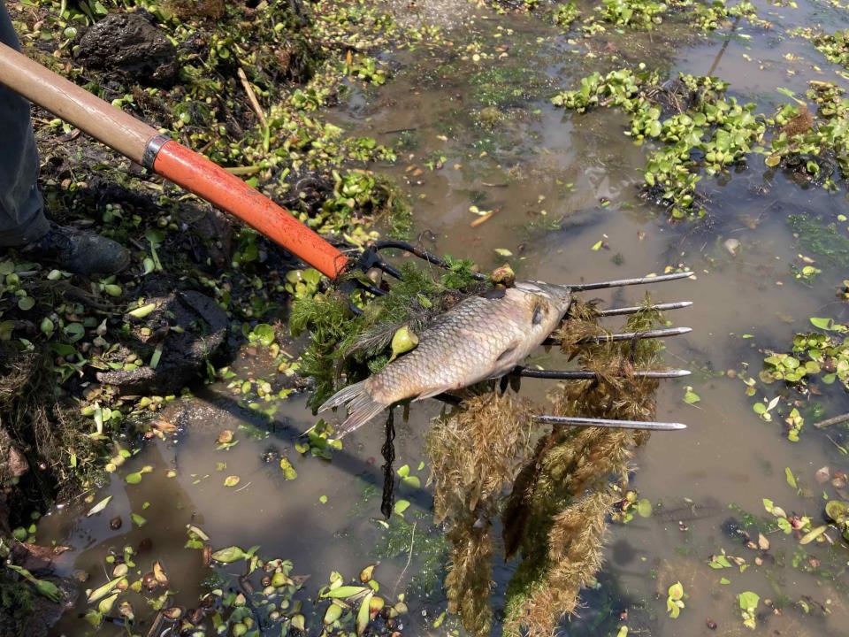 La competencia por el oxígeno del agua pone en peligro a peces, ranas, patos e incluso otras plantas subacuáticas de la laguna. Foto: Uriel Gámez.