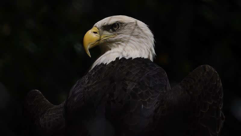 A bald eagle is seen on display at the Maryland Zoo, Thursday, Sept. 1, 2022, in Baltimore.