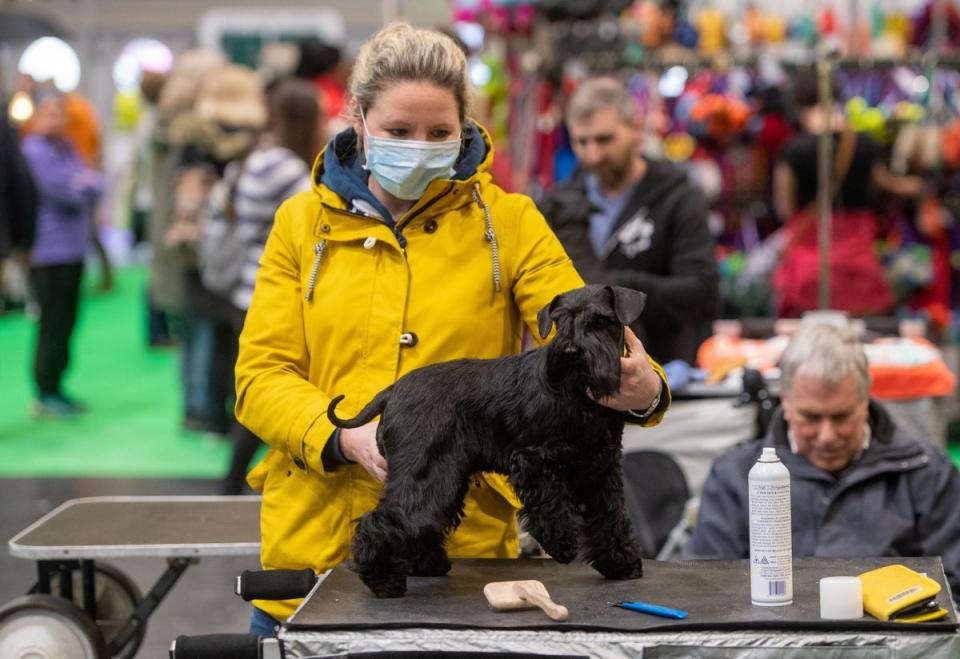 A woman wears a face mask whilst grooming her Miniature Schnauzer at the Birmingham National Exhibition Centre (NEC) for the first day of the Crufts Dog Show. (PA)