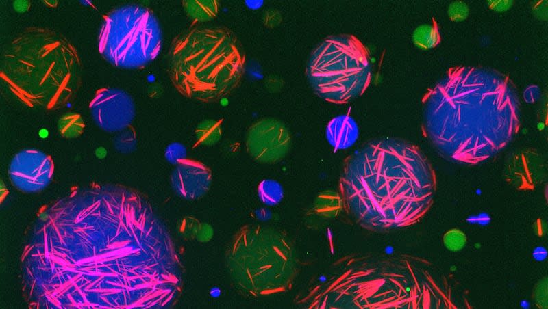 Synthetic cells created with programmable peptide-DNA technology that directs peptides, the building blocks of proteins, and repurposed genetic material to work together to form a cytoskeleton. Each color in the cell represents a different molecule stored there.