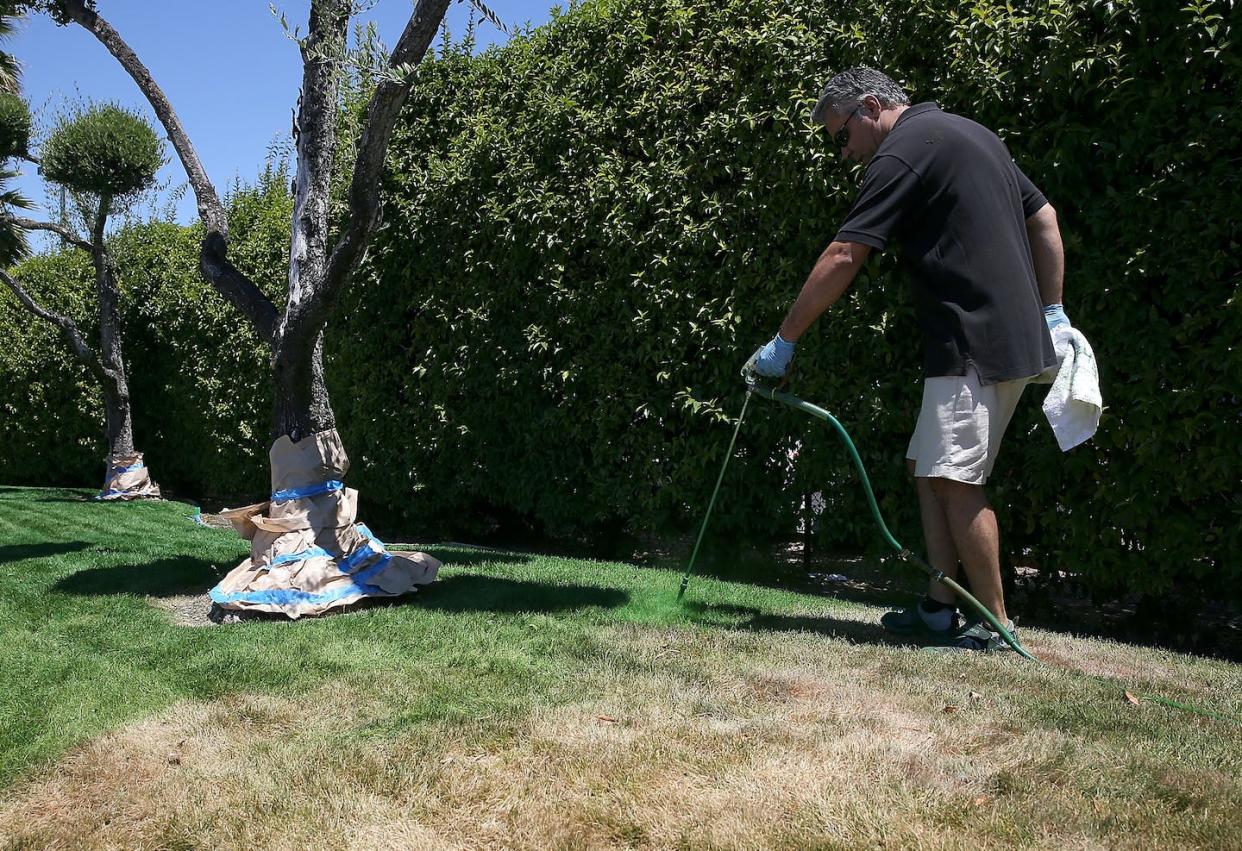 Americans – especially those living in areas affected by drought – are turning to paint to give their grass that perfect green sheen. <a href="https://www.gettyimages.com/detail/news-photo/green-canary-president-shawn-sahbari-sprays-green-water-news-photo/452491090?adppopup=true" rel="nofollow noopener" target="_blank" data-ylk="slk:Justin Sullivan/Getty Images;elm:context_link;itc:0;sec:content-canvas" class="link ">Justin Sullivan/Getty Images</a>