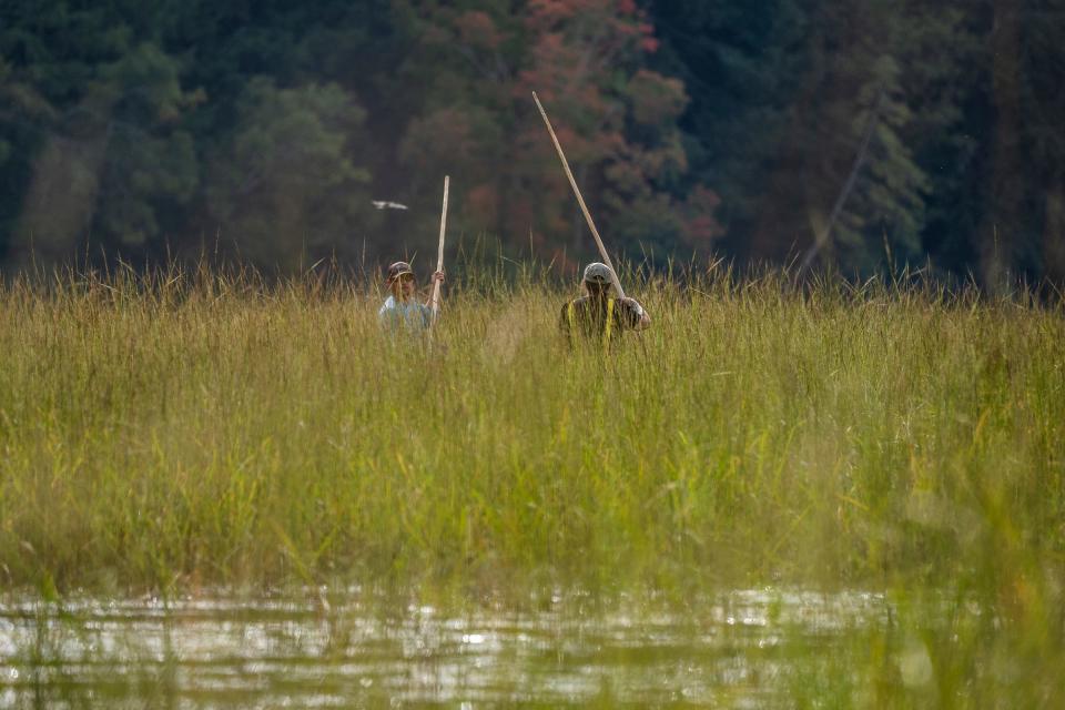 Bay Mills Community College livestock educator Dave Corey, left, and his partner Nikki Nelson, of Brimley, use push-pull poles to navigate separate canoes through tall grass where manoomin "wild rice" grows on while harvesting the grains of rice on a section of the Au Sable River in Oscoda on Saturday, Sept. 16, 2023.