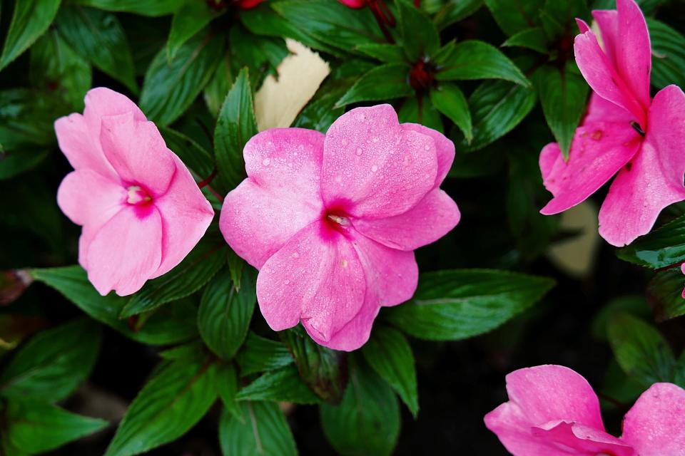 Impatiens