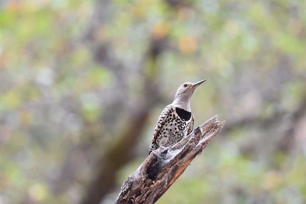 Northern Flicker, Cave Creek Canyon