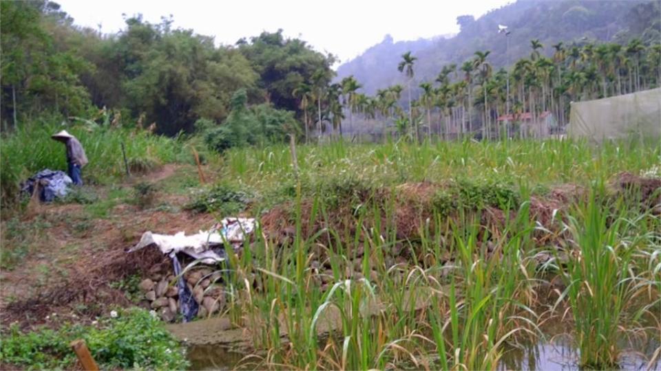 不想看魚渴死！農民接泉水救保育類「台灣白魚」