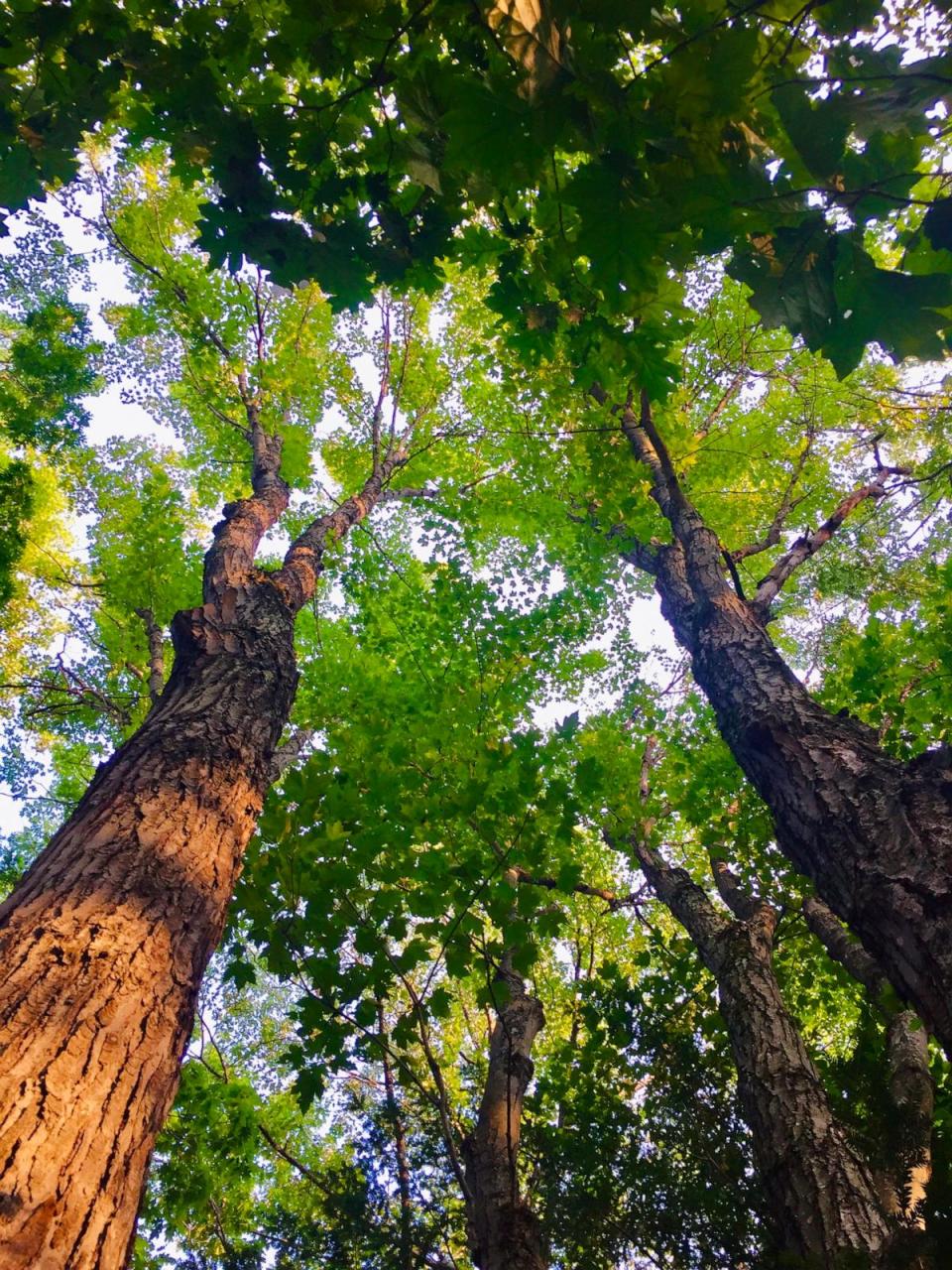 PHOTO: Maples trees are shown in Laconia, New Hampshire. (STOCK IMAGE/Getty Images)