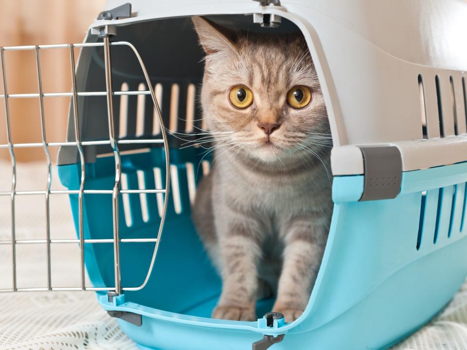 cat pet carrier cage