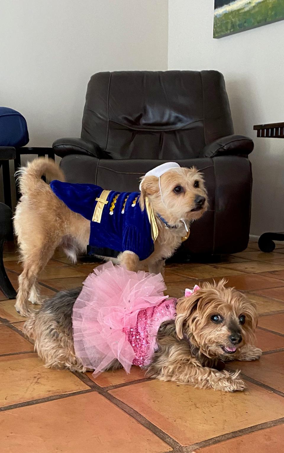 For Halloween last year, we dressed Gigi and our other dog Bailey as a princess and a prince, respectively. Gigi loved her costume. Bailey, not so much.