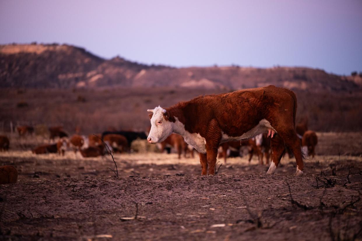 Cattle stand in the burn scar from the Smokehouse Creek fire Sunday, March 3, in Hemphill County.