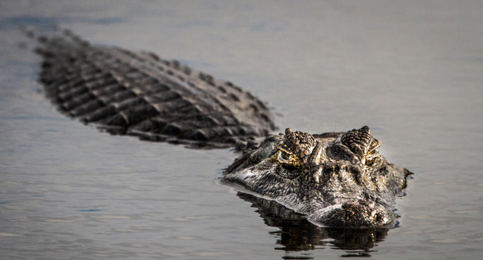 A crocodile half submerged in water, with parts of its body visible while the rest is hidden.