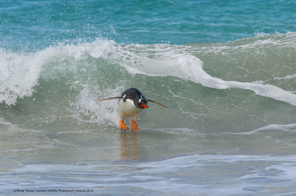 Who needs surfboards when you have a mini pair built into your feet? (Elmar Weiss/Comedy Wildlife Photo Awards 2019)