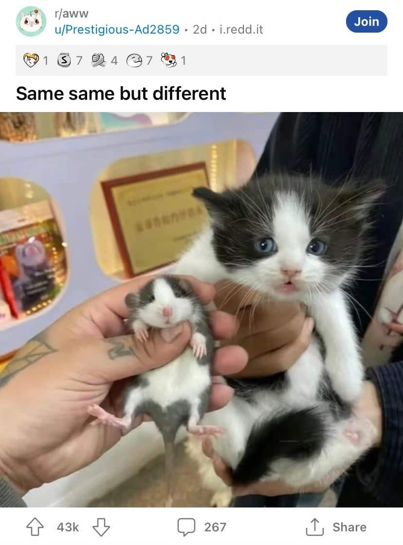 A small rodent and a small kitten with similar coloring