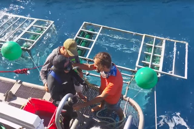 Man survives encounter with great white shark in cage