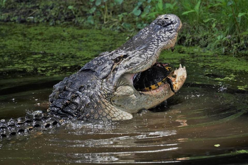 Mike Shay took this photograph of an alligator eating a turtle at Cypress Wetlands in Port Royal two years ago. He posted the photograph on Facebook Monday.