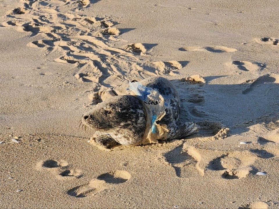 The Marine Mammal Stranding Center's Stranding Team rescued a seal pup in Beach Haven who had plastic overwrap from a case of bottled water tangled around her neck.
