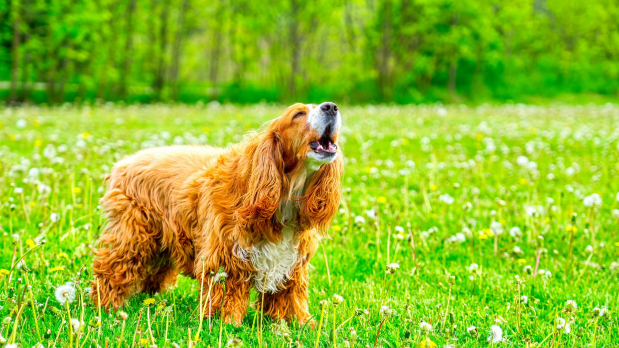  Brown dog barking in a field. 