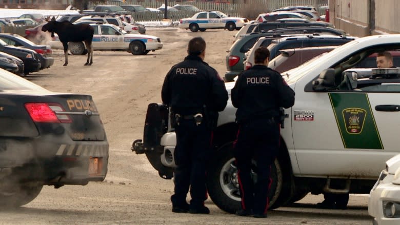 Moose shot in Calgary after busy day for wildlife officers