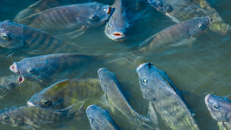 Tilapia freshwater fish swimming