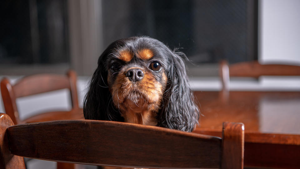 Cavalier King Charles Spaniel on kitchen chair