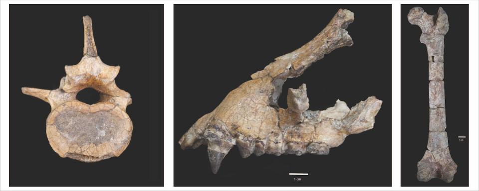 Three fossilized bones from <em>Morotopithecus</em>: a vertebra, part of a jaw and a femur. L. MacLatchy and J. Kingston