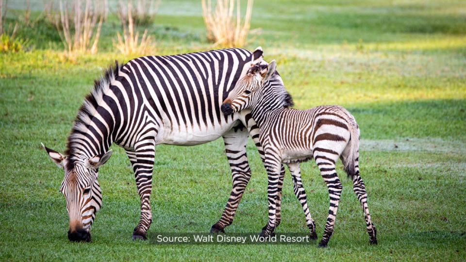 Disney officials said the two Hartmann’s mountain zebra foals can now be seen at Kilimanjaro Safaris at Animal Kingdom with their dad, Domino.
