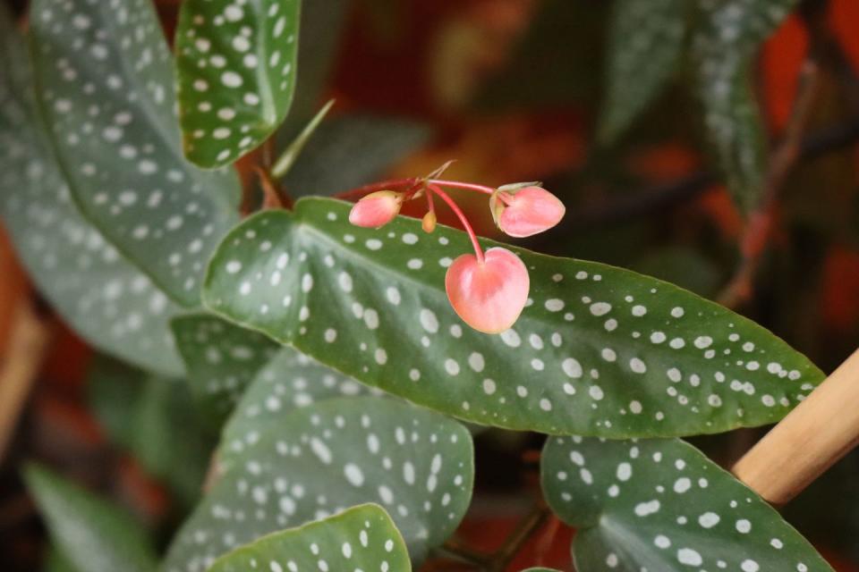 how to grow angel wing begonia