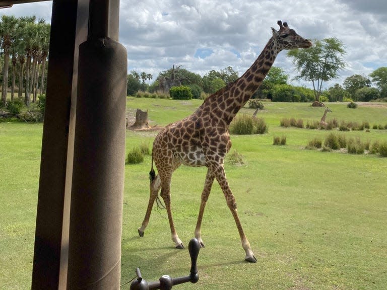 giraffes on kilimanjaros safari at animal kingdom in disney world