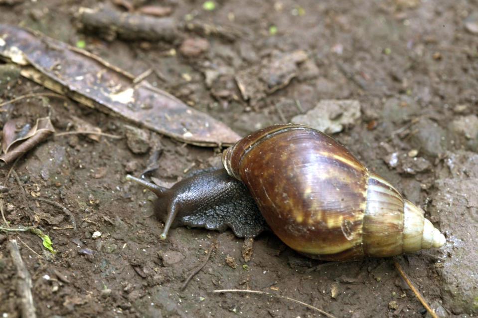 A Giant African Snail, native to east Africa, eats vegetation on the Kealea hiking trail May 18, 2004 in Waialua, Hawaii. / Credit: Photo by Phil Mislinski/Getty Images